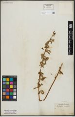 Foto von Salix alba L.